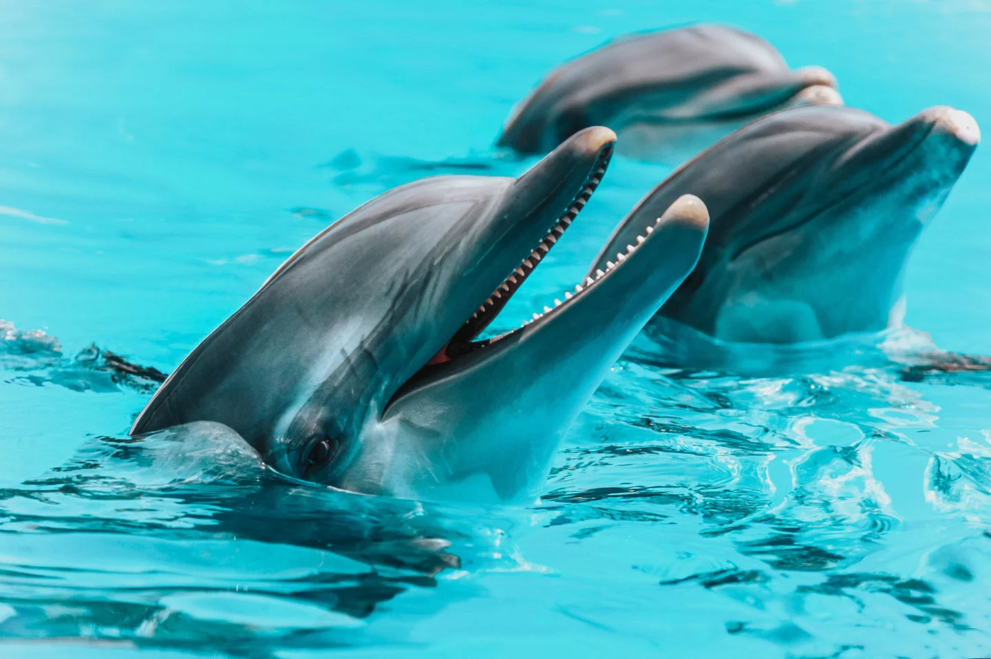 Playa Del Carmen Swim With Dolphins