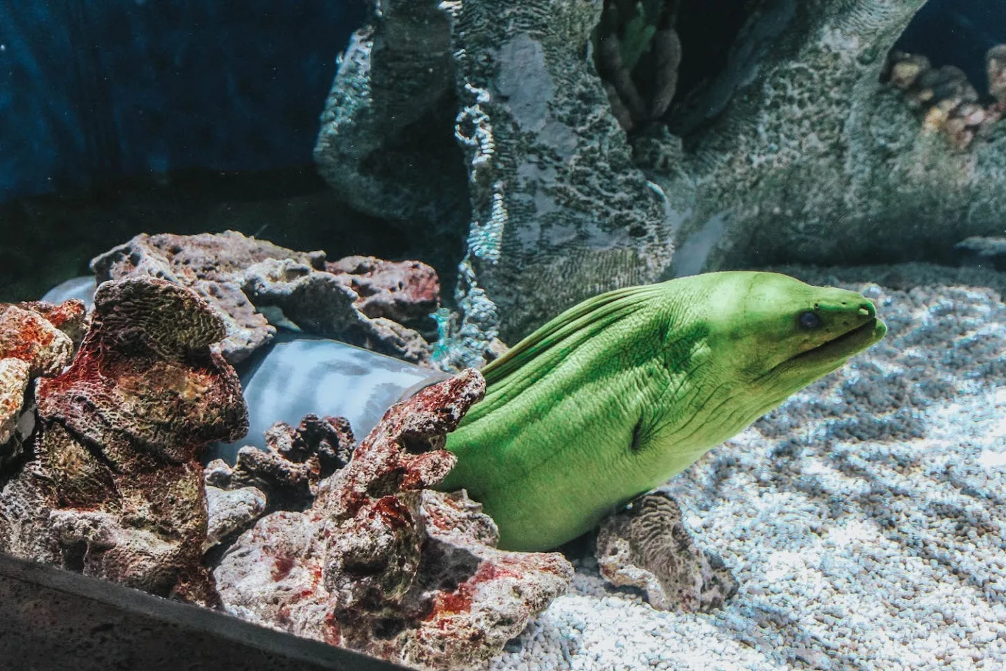 Largest Aquarium in the World - Georgia Aquarium - Atlanta Aquarium