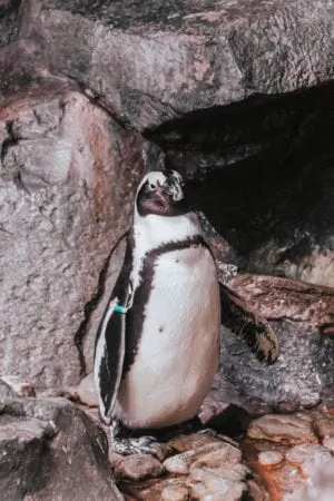 Largest Aquarium in the World - Georgia Aquarium - Atlanta Aquarium